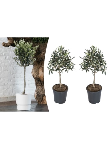 GARDENZO 2-er: Set Olivenbäume winterhart auf Stamm mittel
