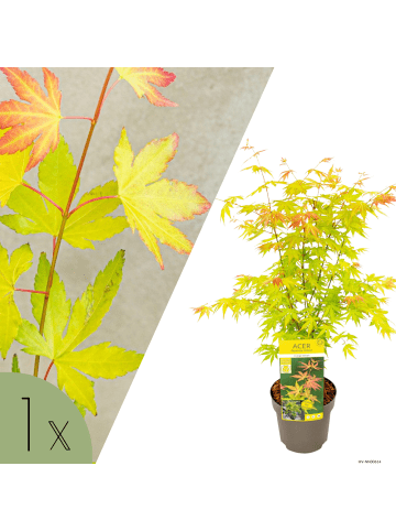 NatureNest Acer palmatum Orange Dream Ahornpflanze in Gelb