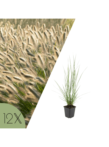 NatureNest Lampenputzergras Hameln Set 12 Pennisetum alopecuroides