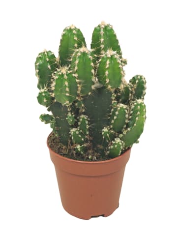 MeinVIPShop 3 x Felsenkaktus Zimmerpflanze