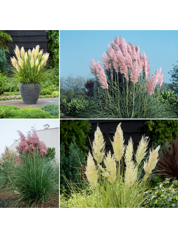 GARDENZO 24er-Set: Pampasgras pflanzen