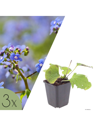 NatureNest 3er-Set: Brunnera macrophylla Staude winterhart in Blau