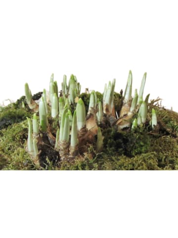 MeinVIPShop Retro Schale Frühling 39cm mit Narzissen