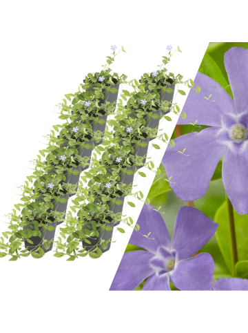 NatureNest 12 Blaue Immergrün pflanzen  Vinca minor  