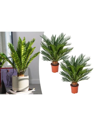 GARDENZO 2er-Set: Cycas Revoluta Groß 