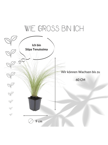NatureNest 6 Federgraspflanzen  Stipa tenuissima 'Ponytails' 