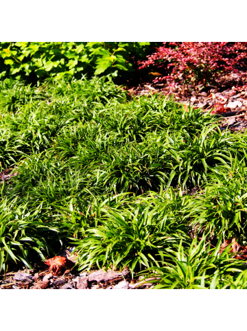 NatureNest 3er-Set: Lythrum salicaria Staude mehrjährig winterhart in Pink