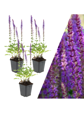 NatureNest 3 Salbei pflanzen  Salvia nemorosa 'Ostfriesland' 