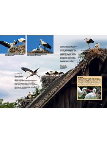 Natur und Tier-Verlag Entdecke die Störche