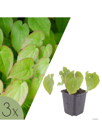 NatureNest 3er-Set: Epimedium perralchicum Frohnleiten Staude in Gelb