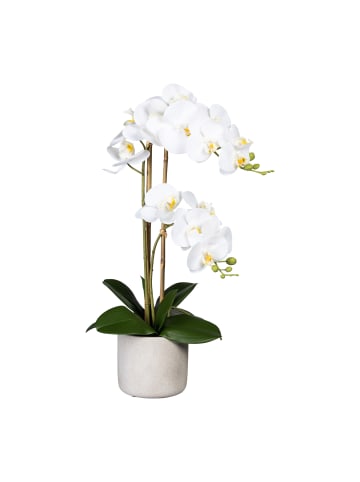 Creativ green Deko-Orchidee Phalaenopsis in weiß