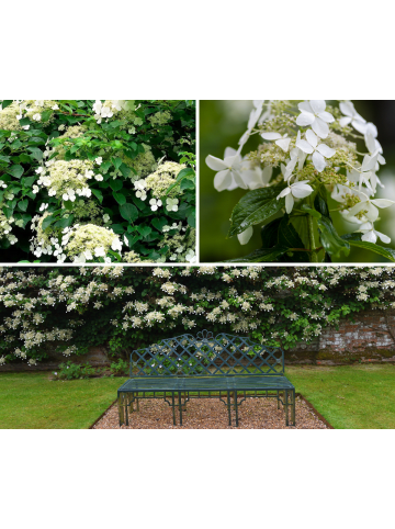 GARDENZO 4er-Set: Kletterhortensie in Weiß