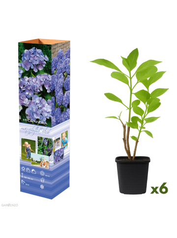 GARDENZO 6er-Set: Macrophylla Hortensien in Blau