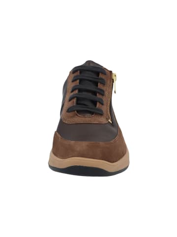 Solidus Sneaker Low in braun