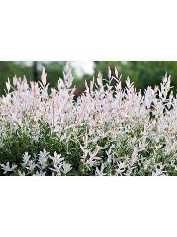 GARDENZO 2er-Set: XXL Salix Hakuro Nishiki in Rosa