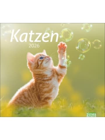 Heye Kalender Kalender - times&more Katzen Bildkalender 2026
