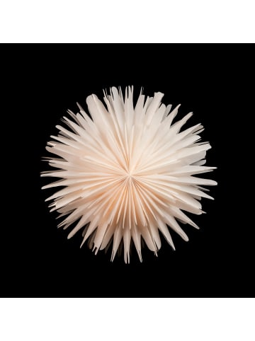 Sterntaler Dekostern | Weihnachtsstern Papier | Faltstern | Weiß | 45cm | Innen |