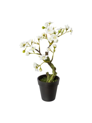 Creativ green 2er Set: Deko-Mandelbonsai im Topf