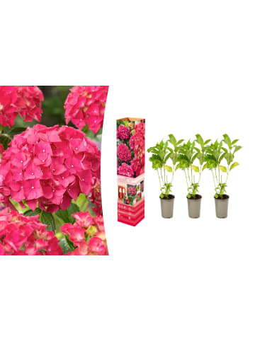 OH2 3-er: Set Hortensie (Hydrangea macrophylla) in Rot