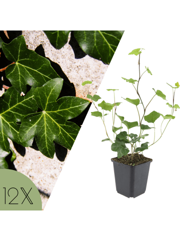 NatureNest 12 Hedera hibernica Pflanzen in Grün