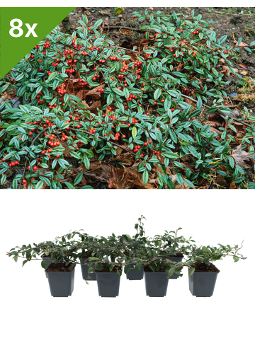 GARDENZO 8er-Set Kriechmispel - pro m²