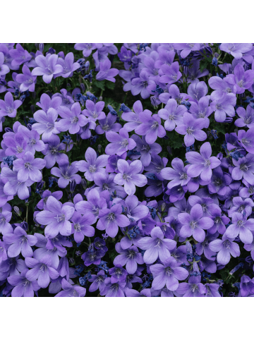 NatureNest 3 Campanula persicifolia Coerulea Pflanzen in Blau Topf 9 cm Höhe 15 cm