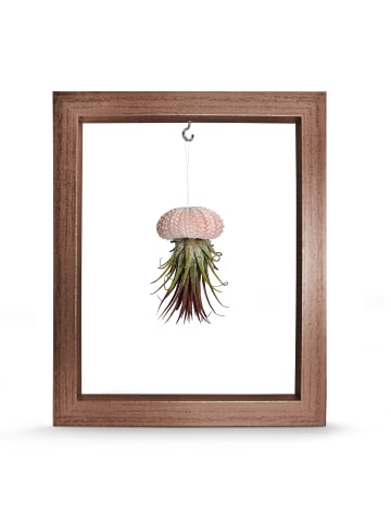 exotic living Kombination aus Seeigelgehäuse rosa und Tillandsia in Rahmen rose