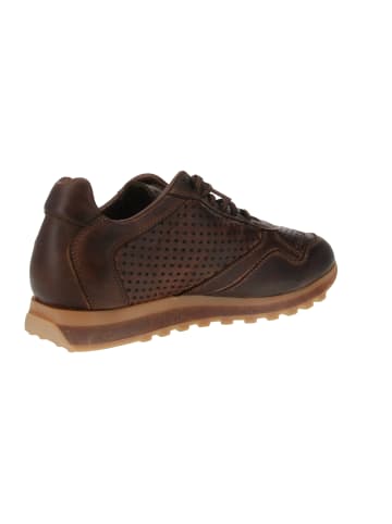 Cetti Sneaker low C-848 in Braun