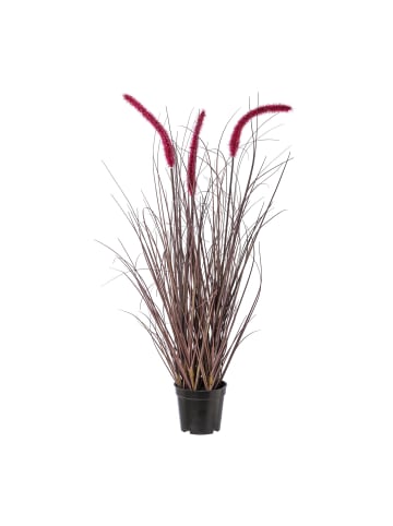 Creativ green Deko-Pennisetum rubrum in rot