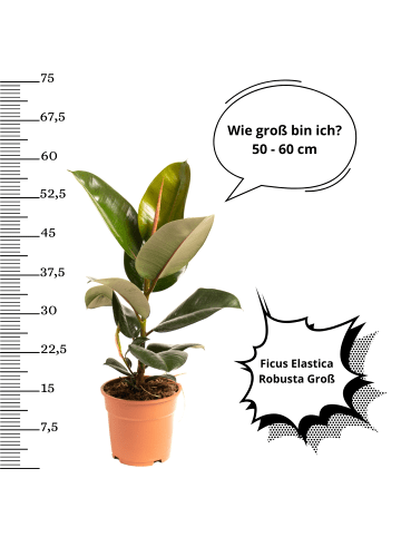 OH2 2er-Set: Ficus Elastica Robusta Large in Grün