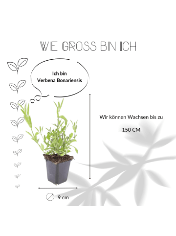 NatureNest 3 Eisenkraut pflanzen  Verbena bonariensis