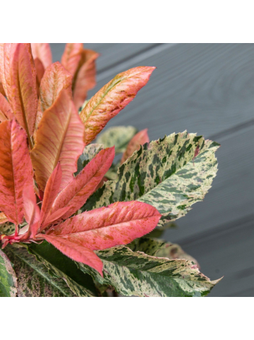 NatureNest 3er: Set Photinia serrulata Pink Crispy Pflanze in Rosa
