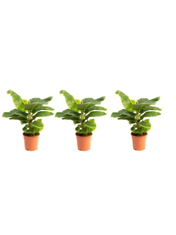 GARDENZO 3er-Set: Tropische Bananenpflanzen in Grün