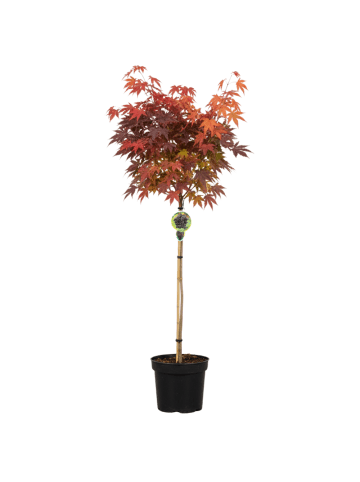 NatureNest Ahorn platanoides Crimson Sentry Ahornbaum in Rot