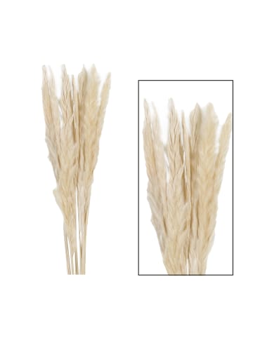 MeinVIPShop Pampasgras 24er natur Trockenblumen