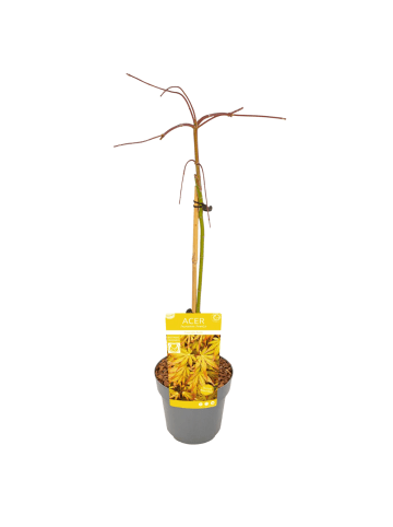 NatureNest Acer palmatum Cascade Gold Ahorn Hochstamm in Gelb Topf 19 cm Höhe 70 cm
