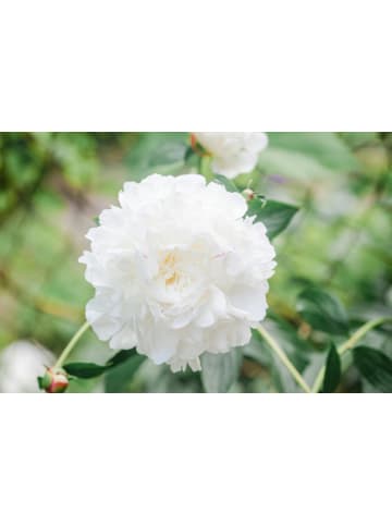 OH2 6-er: Set Pfingstrose (Paeonia lactiflora) in Weiss