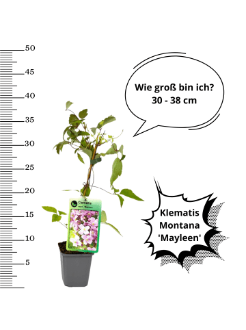 OH2 3er-Set Pflanzen Clematis montana Mayleen in Rosa