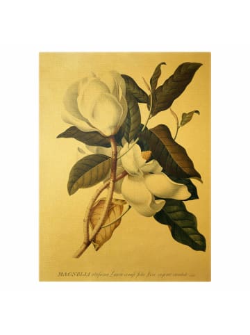 WALLART Leinwandbild Gold - Georg Dionysius Ehret - Magnolie in Grün