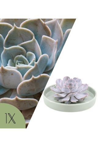 NatureNest Echeveria Lilacina pflegeleichte Sukkulente Keramik