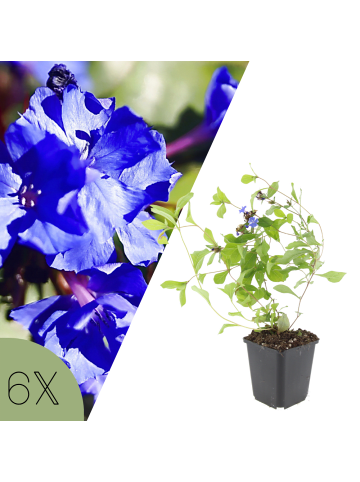 NatureNest 6er: Set Ceratostigma plumbaginoides Pflanzen in Blau
