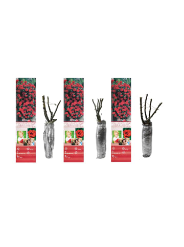 GARDENZO 3er-Set: Kletterrosen in Rot