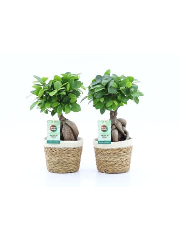 MeinVIPShop Ficus Ginseng 2er mit Übertopf