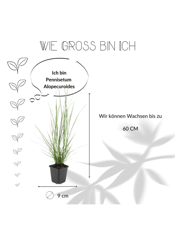 NatureNest 6 Lampengras pflanzen  Pennisetum alopecuroides 'Hameln'  