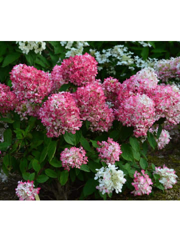 GARDENZO 3er-Set: pan. 'Pink Diamond' Hortensien in Rosa