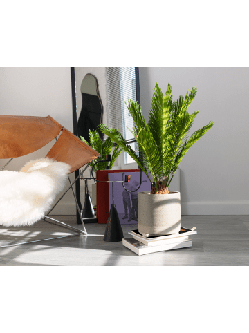 GARDENZO Japanische Cycas-Palme