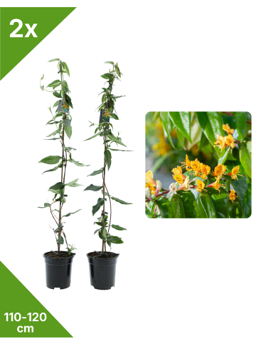 GARDENZO 2er-Set Geißbl. 110-120cm 2L Topf