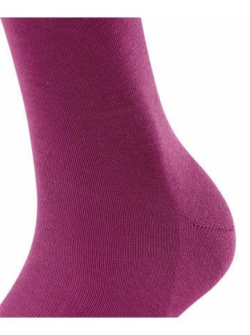 Falke Socken 1er Pack in Lila