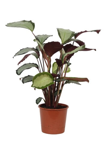 MeinVIPShop Calathea picturata 65cm Zimmerpflanze