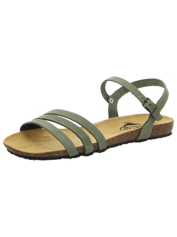 Plakton Sandale in grün